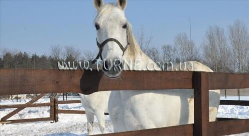 Фотографія Erdospuszta Club Hotel 4*