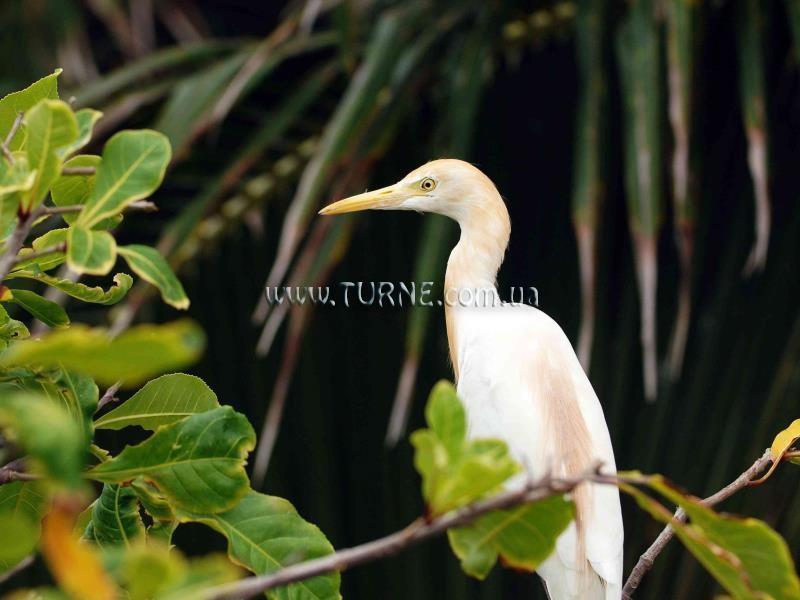 Фото Madamcuc Saigon Emerald Resort 4*