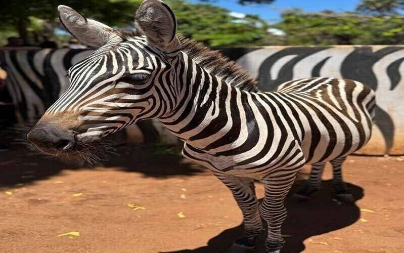 Фотографія Baobab Beach Resort 4*