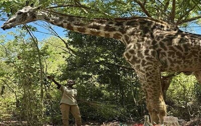 Туры  в Кению из  Жешува