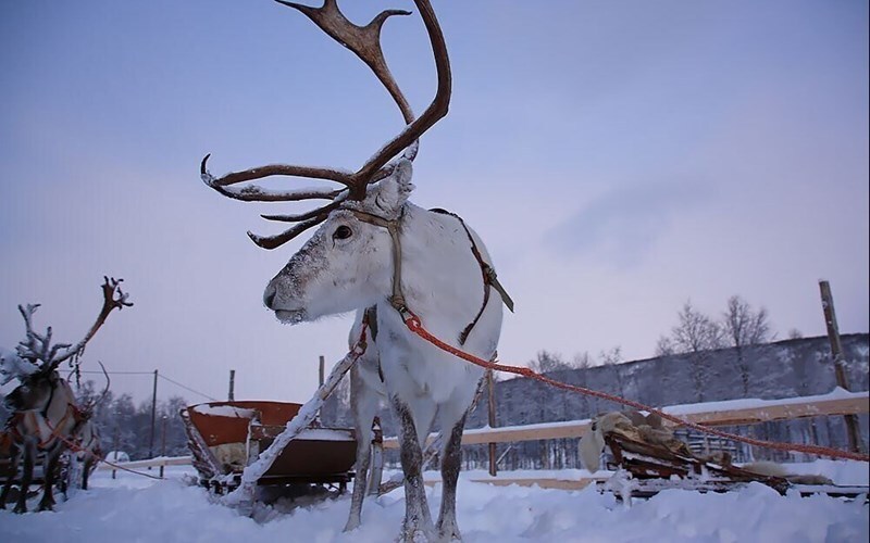 Фотографія  